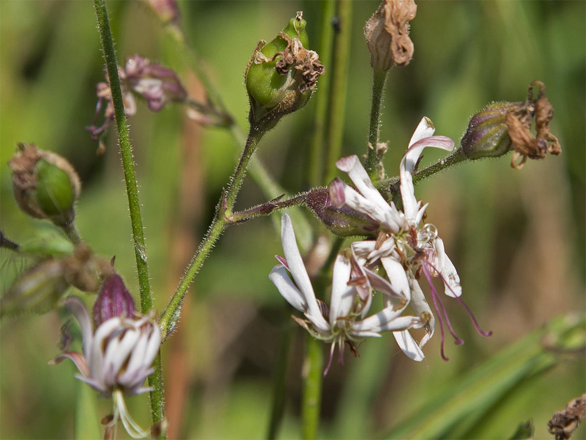 Blüten und Kapsel